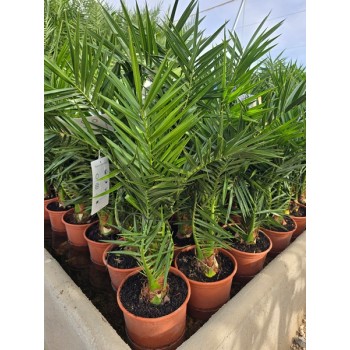 Phoenix canariensis  extra 5 lt -5*/-8*
